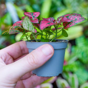 Hypoestes rouge plante d’intérieur feuillage blanc entretien substrat | JungleBox