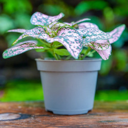 Hypoestes Proto Rose – Plante tropicale rose | JungleBox