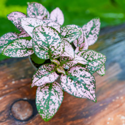 Hypoestes phyllostachya pronto rose