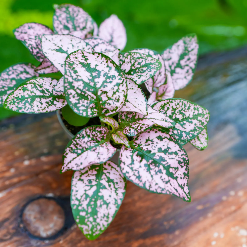 Hypoestes Proto Rose – Pink Tropical Plant | JungleBox