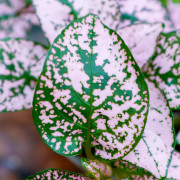 Hypoestes Proto Rose – Plante tropicale rose | JungleBox