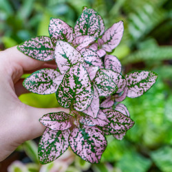 Hypoestes Proto Rose – Plante tropicale rose | JungleBox
