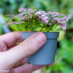 Hypoestes Proto Rose – Pink Tropical Plant | JungleBox