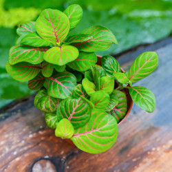 Fittonia verschaffeltii 'Bubble Green'