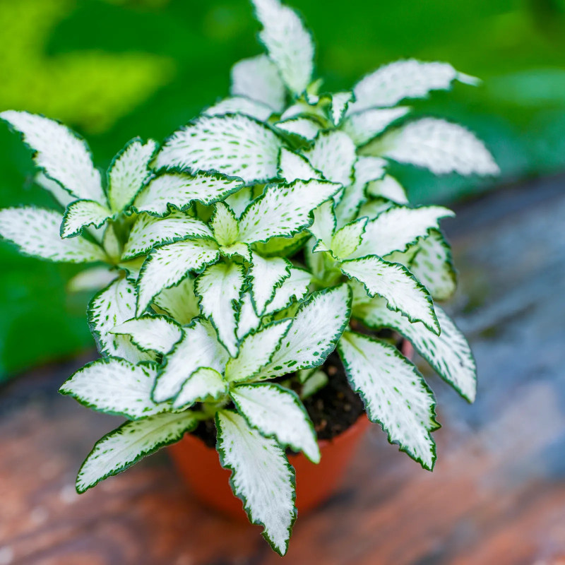 Fittonia mosaic white Forest Flame