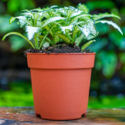 Fittonia mosaic white Forest Flame – Plante terrarium | JungleBox