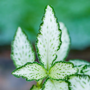 Fittonia mosaic white Forest Flame – Plante terrarium | JungleBox