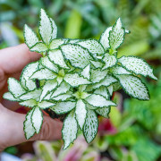 Fittonia mosaic white Forest Flame – Plante terrarium | JungleBox