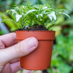 Fittonia mosaic white Forest Flame – Plante terrarium | JungleBox