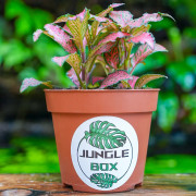 Fittonia verschaffeltii 'Forest Flame' – Plante tropicale au feuillage blanc | JungleBox