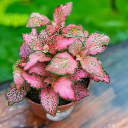 Fittonia verschaffeltii 'Forest Flame'