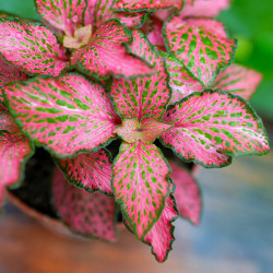 Fittonia verschaffeltii 'Forest Flame' – Plante tropicale au feuillage blanc | JungleBox