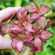 Fittonia verschaffeltii pink forest flame