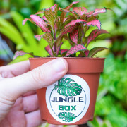 Fittonia verschaffeltii 'Forest Flame' – Plante tropicale au feuillage blanc | JungleBox