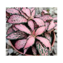 Fittonia Mosaic Pink Forest Flame – Plante terrarium | JungleBox