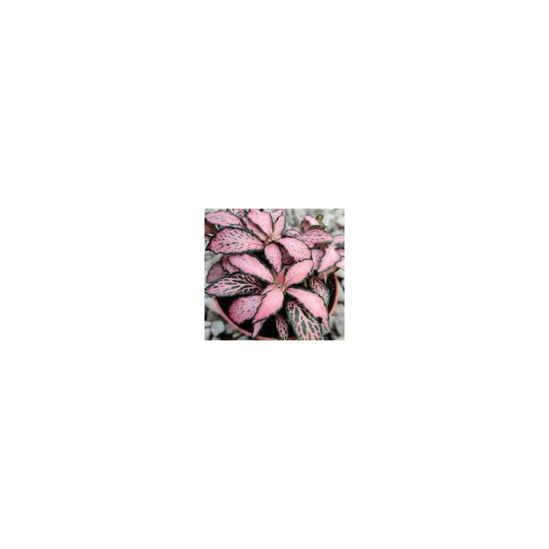 Fittonia Mosaic Pink Forest Flame – Plante terrarium | JungleBox