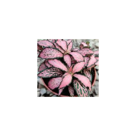 Fittonia Mosaic Pink Forest Flame – Plante terrarium | JungleBox