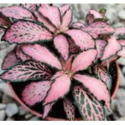 Fittonia Mosaic Pink Forest Flame – Plante terrarium | JungleBox