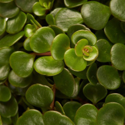 Sedum makinoi ‘Tornado’ – Succulente couvre-sol | JungleBox