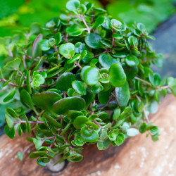 Sedum makinoi ‘Tornado’