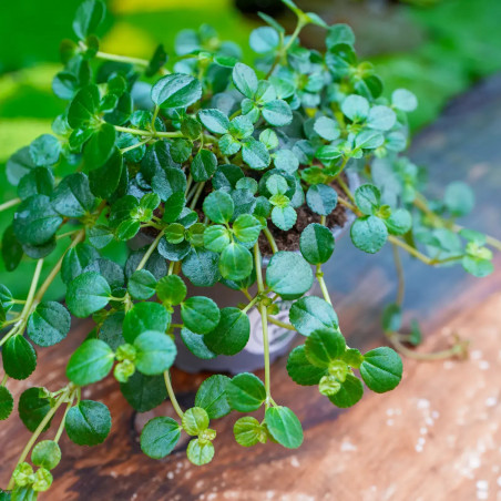 Pilea depressa big leaf
