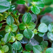 Pilea depressa big leaf