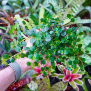 Pilea depressa big leaf