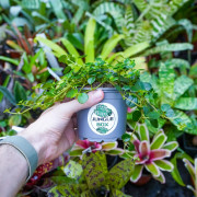 Pilea depressa big leaf