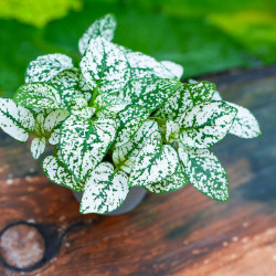Hypoestes White plante d’intérieur feuillage blanc entretien substrat | JungleBox