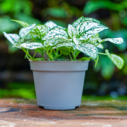 Hypoestes White plante d’intérieur feuillage blanc entretien substrat | JungleBox