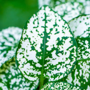 Hypoestes White plante d’intérieur feuillage blanc entretien substrat | JungleBox