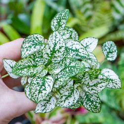 Hypoestes phyllostachya 'Confetti Compact White'