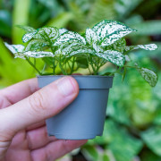 Hypoestes White plante d’intérieur feuillage blanc entretien substrat | JungleBox