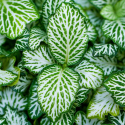 Fittonia MOSAIC WHITE TIGER – Plante terrarium | JungleBox
