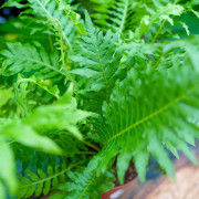 Blechnum gibbum' – Fougère tropicale | JungleBox