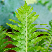 Blechnum gibbum' – Fougère tropicale | JungleBox