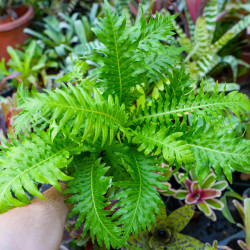 Blechnum gibbum' – Fougère tropicale | JungleBox