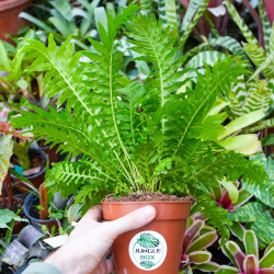 Blechnum gibbel– Tropical Fern | JungleBox