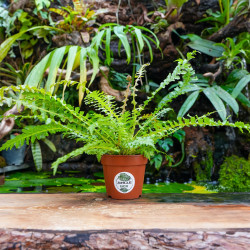 Blechnum brasiliense 'Volcano' – Tropical Fern | JungleBox