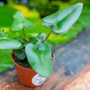 Hemionitis arifolia – Heart Fern for Terrariums | JungleBox