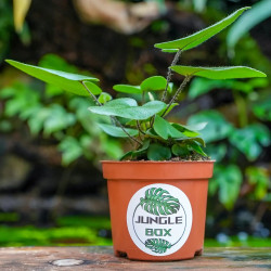 Hemionitis arifolia – Fougère cœur pour terrarium | JungleBox