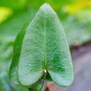 Hemionitis arifolia – Fougère cœur pour terrarium | JungleBox