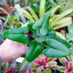 Fougère Hemionitis arifolia