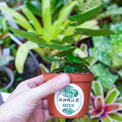 Hemionitis arifolia – Heart Fern for Terrariums | JungleBox