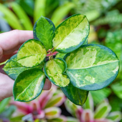 Hoya australis lisa