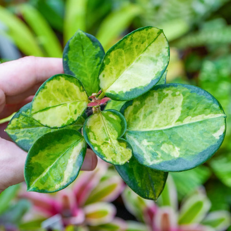 Hoya australis lisa