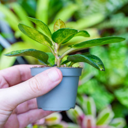 Hoya australis Lisa – Hoya panaché de collection | JungleBox