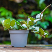 Hoya krohniana Eskimo – Hoya argenté de collection | JungleBox