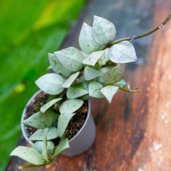 Hoya krohniana Eskimo – Hoya argenté de collection | JungleBox