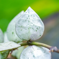 Hoya krohniana Eskimo